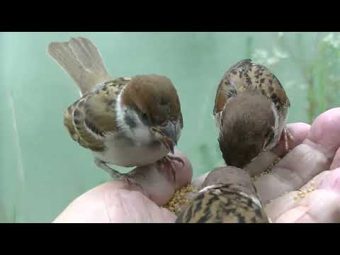 餌を貰いに来る可愛い小雀 20220705pm 3（天満宮）