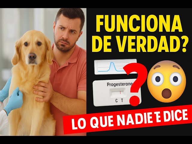 Vídeo relacionado con Prueba de progesterona, detector de ovulación para perros 2 LCD Prueba de progesterona impermeable para perros con sonda magnética y cordón Cría de embarazo para con batería, detector de ovula