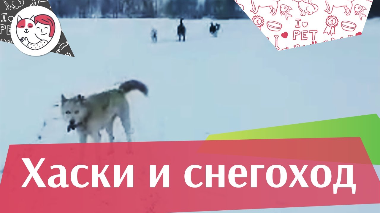 Хаски и снегоход