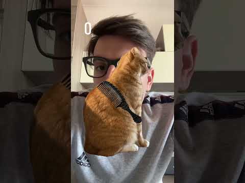 QUESTO GATTO MI HA MANGIATO😱