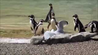 preview picture of video 'Penguin Vs Seagull When Animals Fight. Flamingo Land Zoo,'