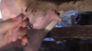 How To Milk A Sheep (Or Goat)