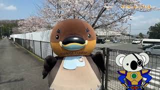 2026/4/7放送・知ったかぶりカイツブリにゅーす