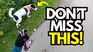 Dog Ignores You on Walks? Try This 2-Second Fix for Better Engagement