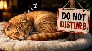 Why Touching Your Sleeping Cat is Quietly Breaking Their Trust