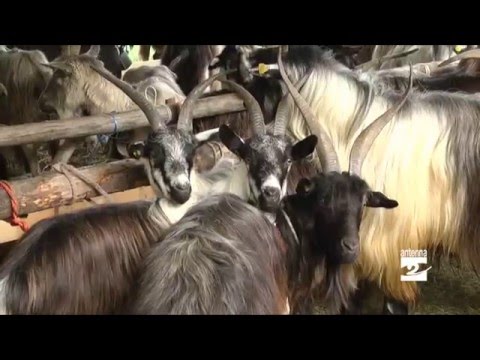 Quello che le medicine trattano vermi Malattia di una cistifellea helminths