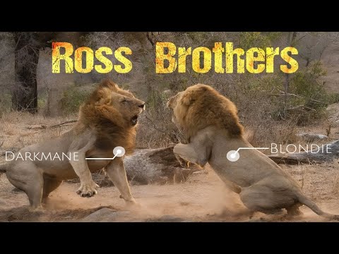 The Ross Brothers : Lion Legends