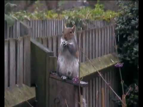 Squirrel Lunch Box filmed with Samsung Miniket VP-M110 Pocket Camcorder