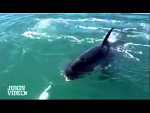 download lagu mp3 mp4 Deadliest Catch Dailymotion, download lagu Deadliest Catch Dailymotion gratis, unduh video klip Deadliest Catch Dailymotion