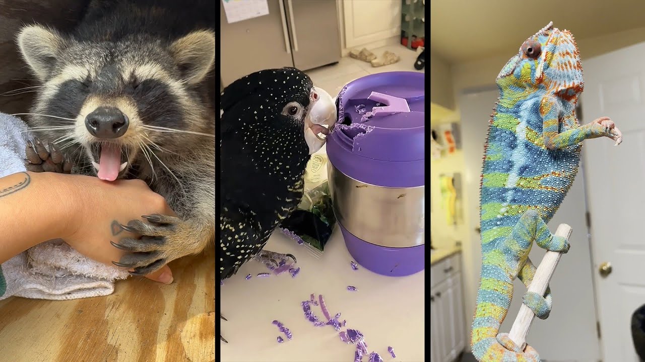 Cute and funny ANIMALS🐯Videos🔶 Сompilation  # 3🔶