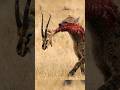 क्या सच में Hyena शेर को मार सकता है Hyena Vs Lion Fig