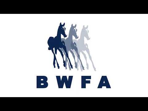 Casey De Will 5y Gelding by Casall ASK x Cormint