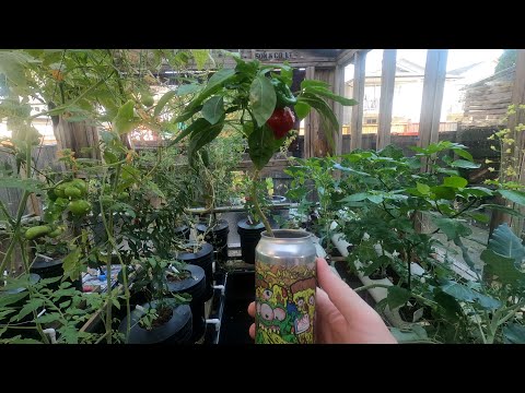 My Hydroponic greenhouse, week 23 update for 2022. Still warm out up here, so still growing...