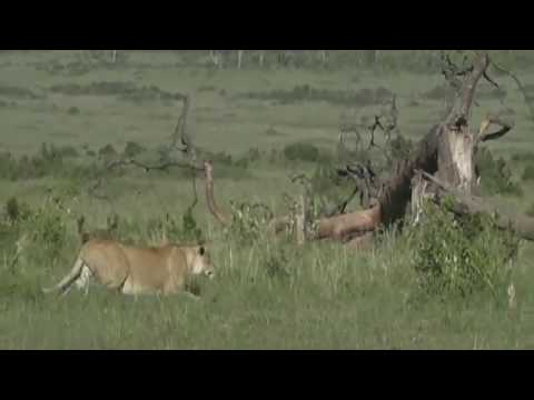 Nov 01-  2017-  Sunrise - Tayla with a Lioness who is stalking a large warthog