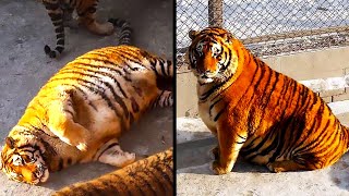 Os Animais Mais Gordos Do Mundo
