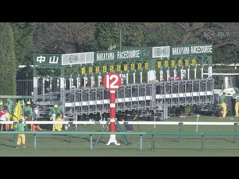 2021 Sprinters Stakes (G1) | JRA Official