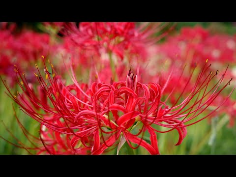 園芸 赤い花を持つ地下ウチワサボテン