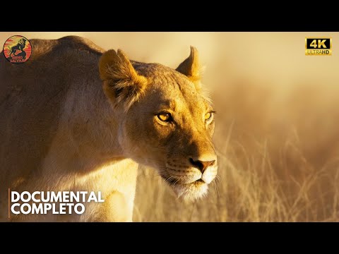 DEPREDADORES DE LA SABANA - Los Maestros de la Caza Africana | Documental Animal