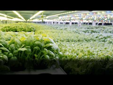 Ljusteknik får det att grönska inomhus.