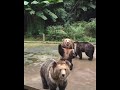 Ha Ha Davis Animal Videos
