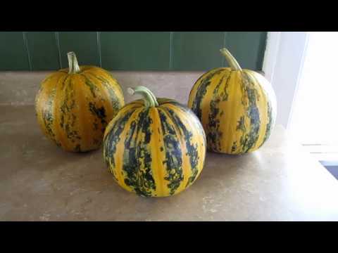 , title : 'Growing Organic Pepita Seed Pumpkins Zone 5  "Kakai Hulless"'