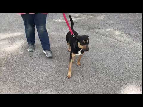 Bentley, an adopted Rottweiler Mix in Kittanning, PA_image-1