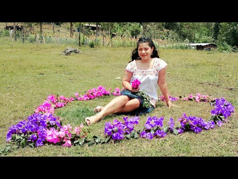 Marimba Mayan Boys USA "Amor Prohibido" 2022.