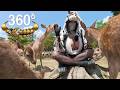 Let S Experience Japanese Buddhist Culture Places Where People Should Bow Osmo360