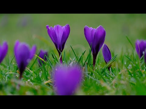 O nouă binecuvântare - Nicolae Moldoveanu