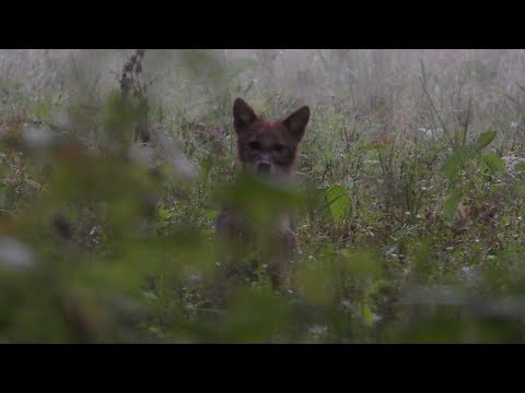 A féreg hangja toportan - Aranysakál