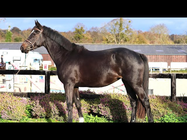 Mare Selle Français For sale 2022 Dark Bay