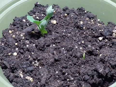 Pea Plants Time Lapse
