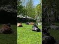 Holy Cow In Holland Cow Krishna Holland Travel Netherlands Travelvlog Traveling