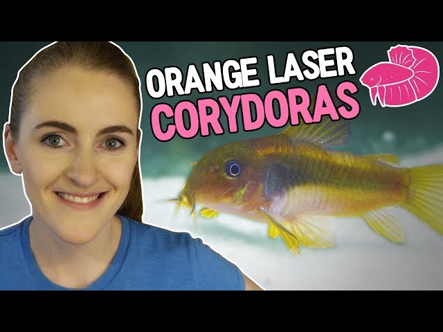Orange Laser Corydoras and Lots of Baby Bettas - Daily Video #6