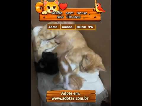 Vídeo de Ainda sem nome, são filhotes. 