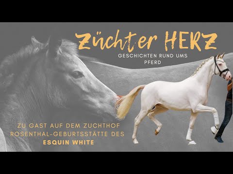 ZüchterHERZ zu Gast auf dem Zuchthof Rosenthal - Geburtsstätte des Esquin White von Escamillo