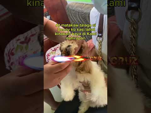 Bravecto® is a  flea and tick protection for our dogs with persistent efficacy and 3 mos protection