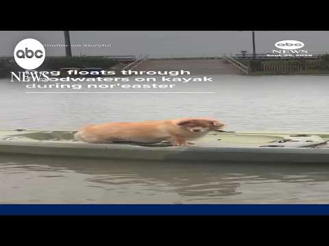Dog floats through floodwaters on kayak during nor'easter