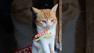 Download lagu OYEN⁉️ KENAPA🐱 #cat #cats #kucing #catlovers mp3 Download lagu OYEN⁉️ KENAPA🐱 #cat #cats #kucing #catlovers mp3