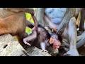 Most Beautiful Activities Of The Tinny Baby Monkey So Adorable First Baby Of Her Young Mom