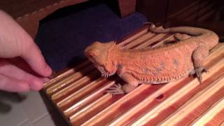 walk away from the dinner