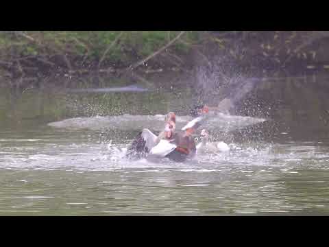 Egyptian Geese Fight | 4K Slo-Mo