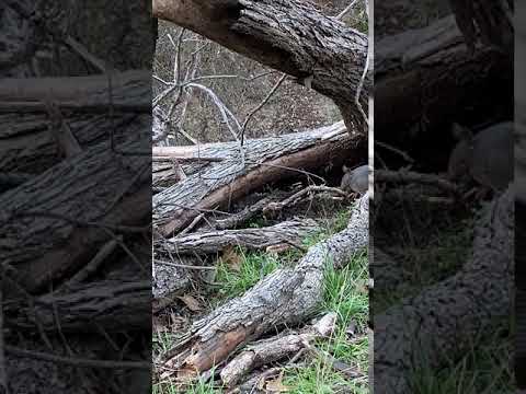 An armadillo encounter at Colorado Bend State Park.