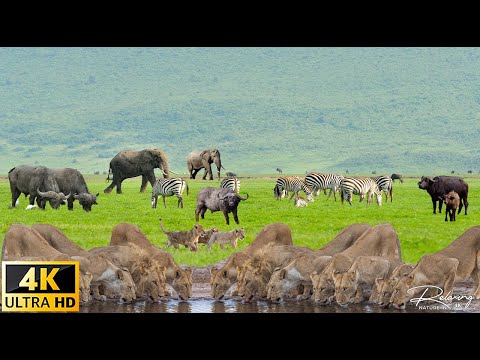 Discover Botswana Wild Nature