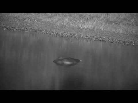 Djuma: Hippo resting in the water - 03:43 - 04/08/2022