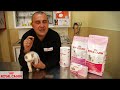 Cómo evitar el celo en las gatas - Consejos felinos Royal Canin