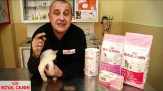 Cómo evitar el celo en las gatas - Consejos felinos Royal Canin