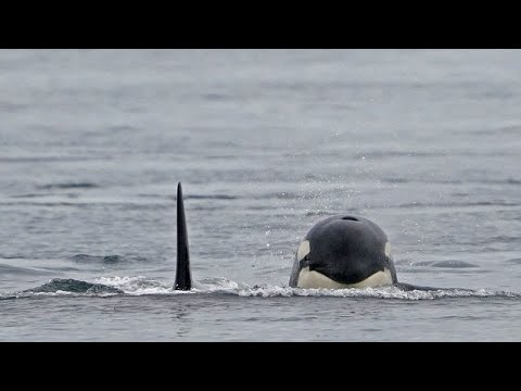 Greifen Orcas Schiffe vor der Küste Portugals an, oder wollen sie nur spielen?