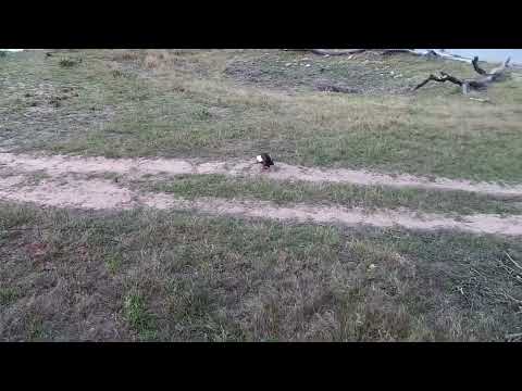 Djuma: Three Egyptian Geese adults-one chasing the others - 16:28 - 10/26/2022