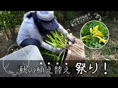 園芸 アガパンサス